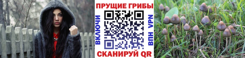 Галлюциногенные грибы прущие грибы Дербент